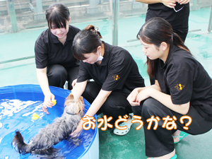ドッグランでモデル犬とプール♪～1日目～